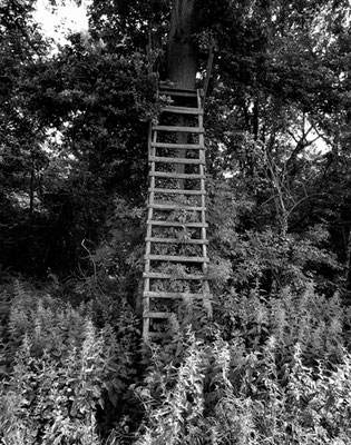 Michael Koch: Hochstand, 2017, Lambdaprint, Diasec