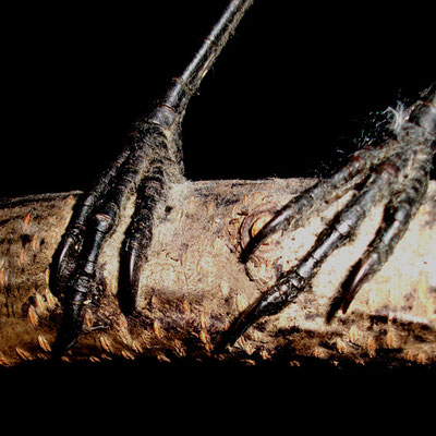 Michael Koch: Liason, 2013, C-Print , Diasec