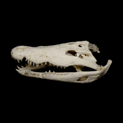 Michael Koch: Crocodilia, 2016, C-Print, Diasec