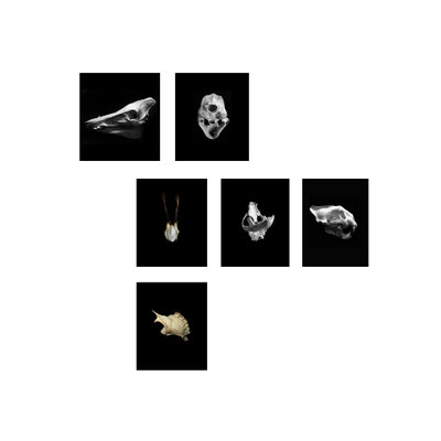 Michael Koch: tableau 4,  skulls, C-Prints, Diasec