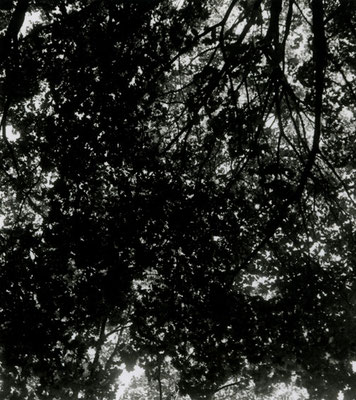Michael Koch: Hain, 2013, C-Print