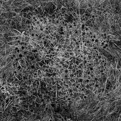 Michael Koch: Chardon, 2012, C-Print, Diasec