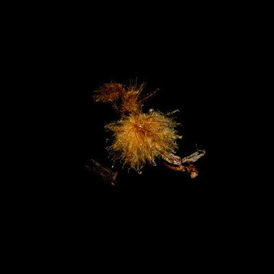 Michael Koch: Nyr, 2012, C-Print, Diasec