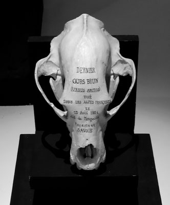 Michael Koch: Ursus, 2013, Fine Art Print, Diasec