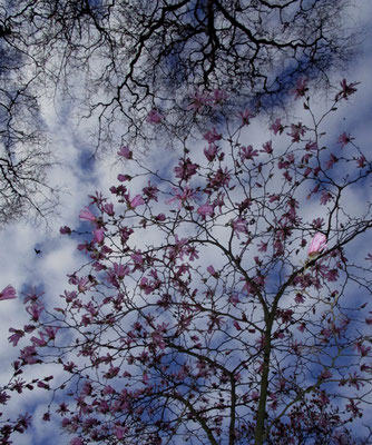 Michael Koch: Flore, 2019, C-Print, Diasec