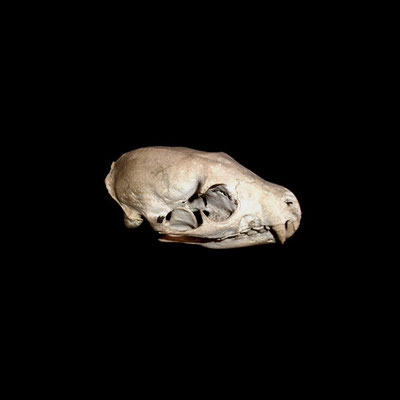 Michael Koch: Ego III, 2014, C-Print, Diasec
