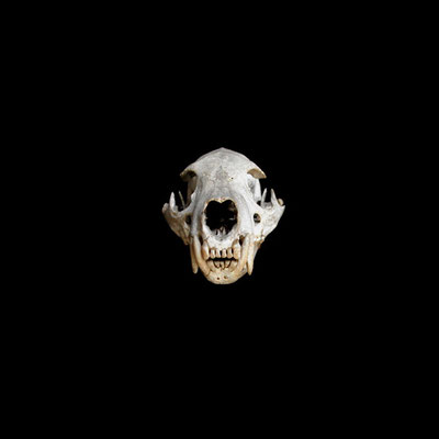 Michael Koch: Ego IV, 2014, C-Print, Diasec