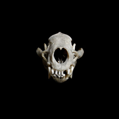 Michael Koch: Ego I, 2014, C-Print, Diasec