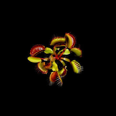 Michael Koch: venus trap, 2013, C-Print, Diasec
