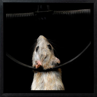 Michael Koch: Lot, 2011, C-Print, Diasec, gerahmt/Schattenfuge, from: Elysion