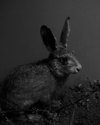 Michael Koch: Canossa, 2015, C-Print, Diasec