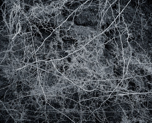 Michael Koch: Adya, 2014, C-Print, Diasec