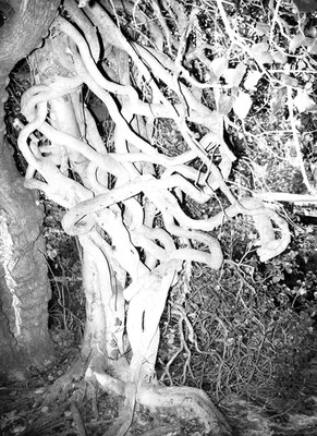 Michael Koch: Nodo, 2025, Fine Art Print, Diasec