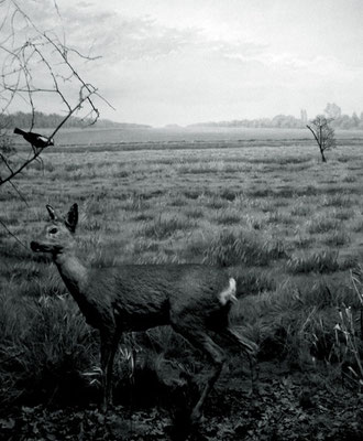 Michael Koch: Vision I (Reh), 2014, C-Print, Diasec