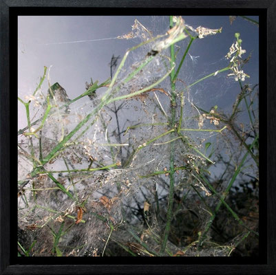 Michael Koch: Elysion 3, 2011, C-Print, Diasec, gerahmt/Schattenfuge, from: Elysion