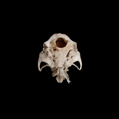 Michael Koch: Valeur II, 2014, C-Print, Diasec
