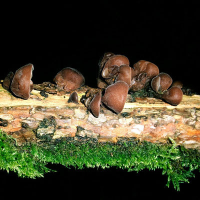 Michael Koch: Buliz, 2013, C-Print, Diasec