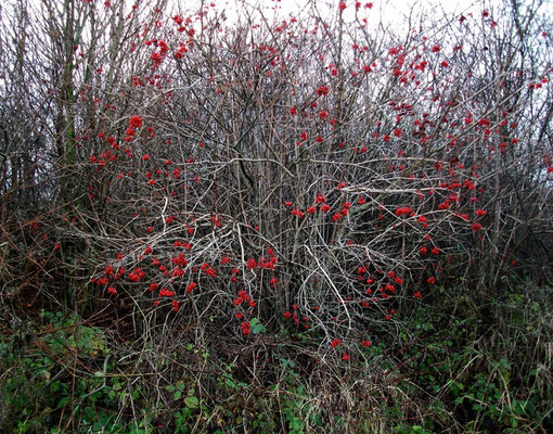 Michael Koch: red, 2014, C-Print, Diasec