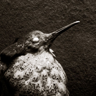 Michael Koch: Hieronymus, 2014, C-Print, Diasec