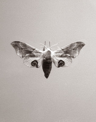 Michael Koch: Owl, 2015, Inkjet-Print