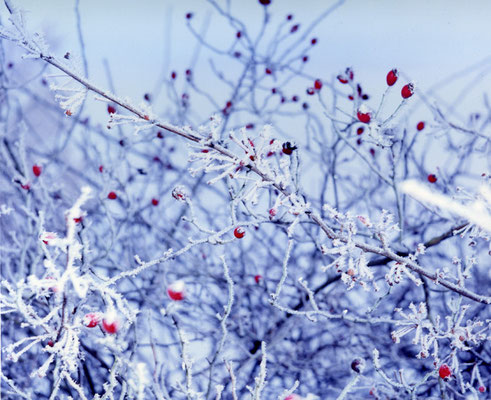 Michael Koch: Rosa Canina 2, 2007, C-Print, Diasec, from: acapulco