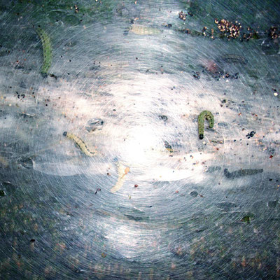 Michael Koch: nest, 2012, C-Print, Diasec
