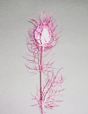 Michael Koch: Blutknospe, 2019, Lambdaprint