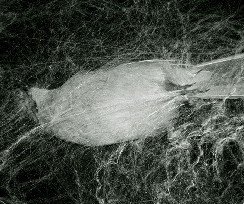 Michael Koch: Emo, 2014, C-Print, Diasec