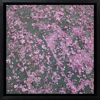 Michael Koch: Hanami, 2011, C-Print, Diasec, gerahmt/Schattenfuge, from: Elysion
