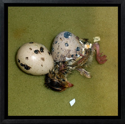 Michael Koch: Gemini, 2011, C-Print , Diasec, gerahmt/Schattenfuge