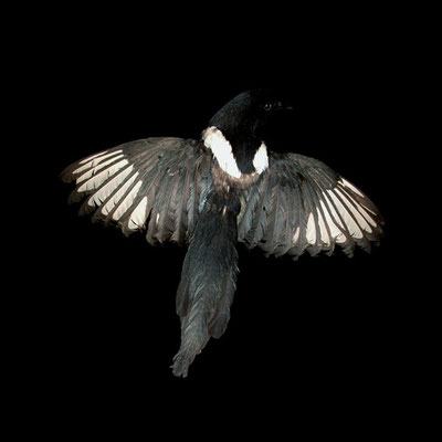 Michael Koch: Pica Pica, 2012, C-Print, Diasec