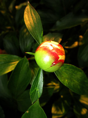 Michael Koch: ant & peony, 2018 C-Print
