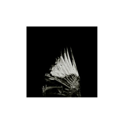 Michael Koch: Isis, 2013, Fine Art Print, Diasec