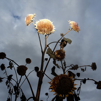 Michael Koch: tournesol, 2016, C-Print, Diasec