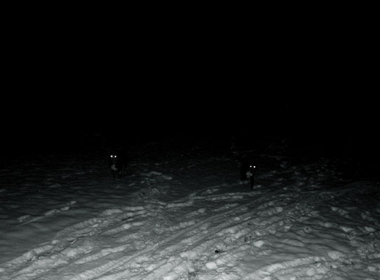 Michael Koch: nightdogs, 2013, C-Print, Diasec