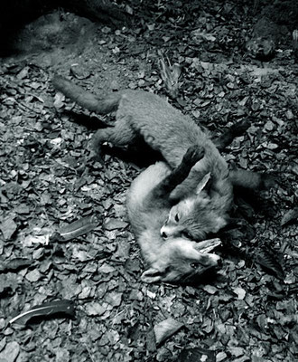 Michael Koch: Vision II (Füchse), 2014, C-Print, Diasec