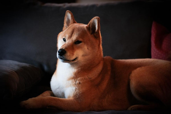 portrait de chien Shiba inu sur fond noir