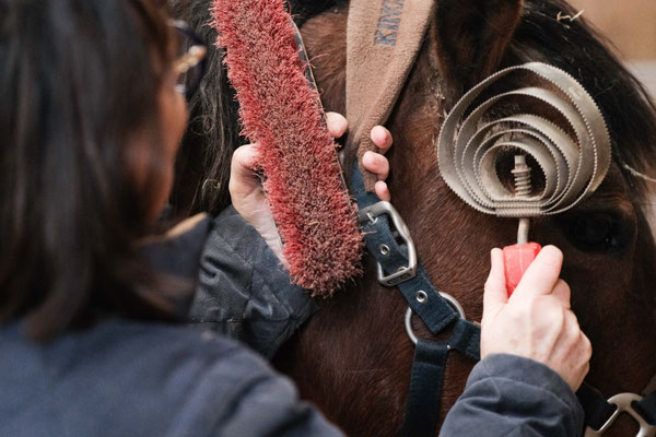gros plan sur la brosse rouge qu'une femme tient pour brosser son cheval