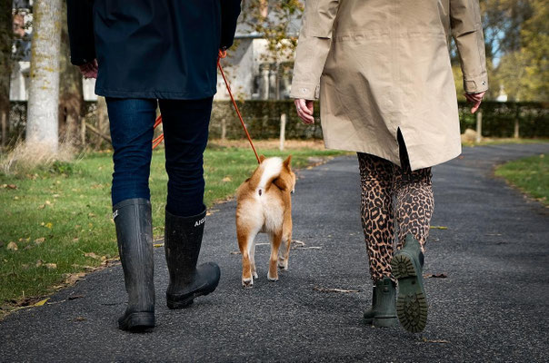 Chien Shiba inu en balade, vu de dos, encadré par les bottes de ses propriétaires 