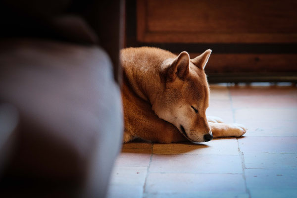portrait de chien Shiba inu qui dort