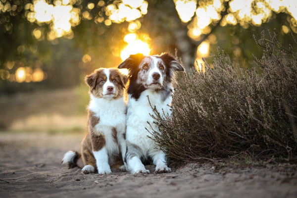 2 Aussies, Heideshooting, Sonnenuntergang, Haltern am See