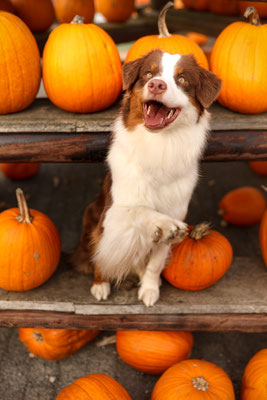 Aussie in Kürbisse, Recklinghausen, Hundefotografin, Shooting mit Hund