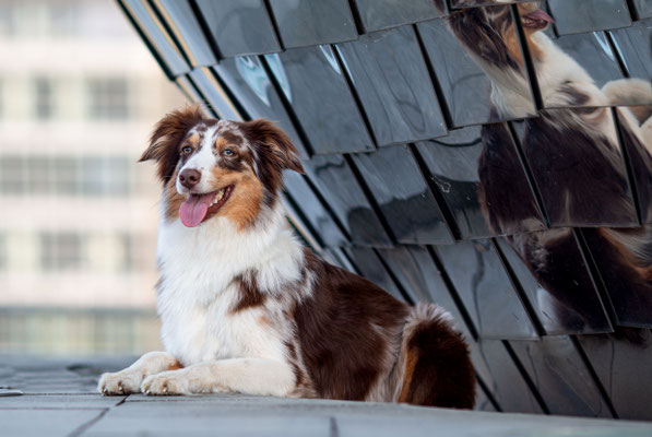 Aussie, Medienhafen Düsseldorf, Tierfotograf