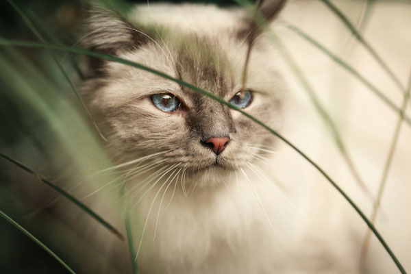 Katze in Gras, Gelsenkirchen