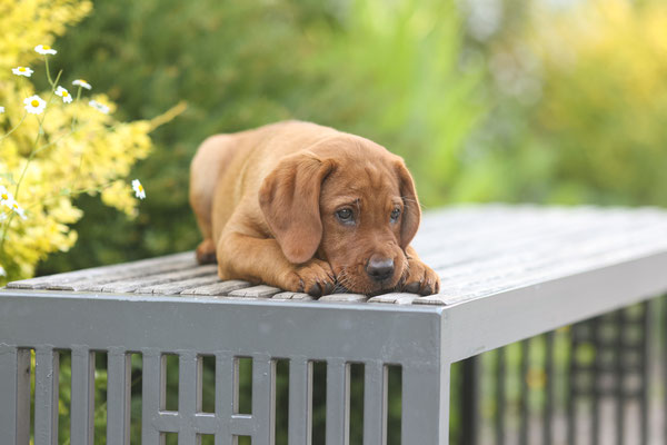 Labrador Welpe auf Bank, Dortmund