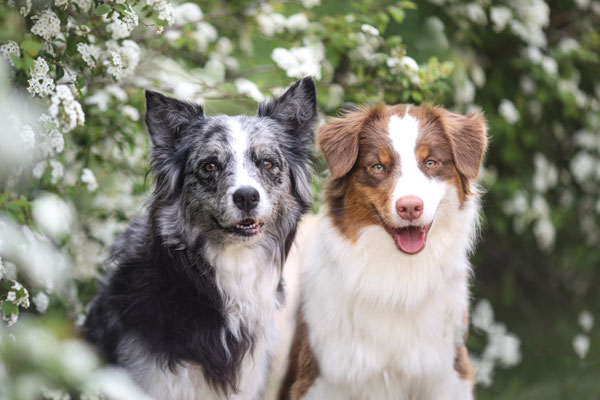 2 Aussies vor weissen Blüten, Herten