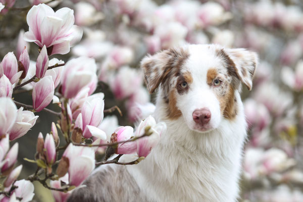 Aussie Red Merle in Magnolie, Dortmund