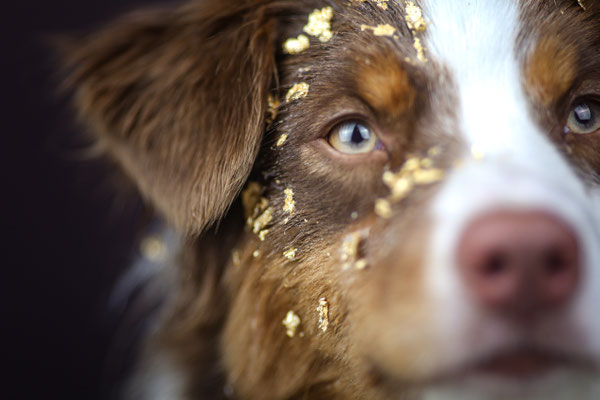 Aussie mit Blattgold im Gesicht, Herten