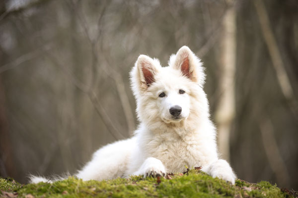 Weisser Schäferhund Welpe, Coesfeld