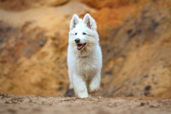 Weisser Schäferhund, Sandgrube, Coesfeld, Hundeshooting